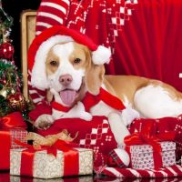 Uitverkoop van diamondpaintingshop.be